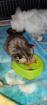 Einzelkind Perser Kitten