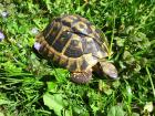 Griechische Landschildkröten THB adult verschiedene Jahrgänge