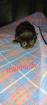 Reinrassige Perser Kitten